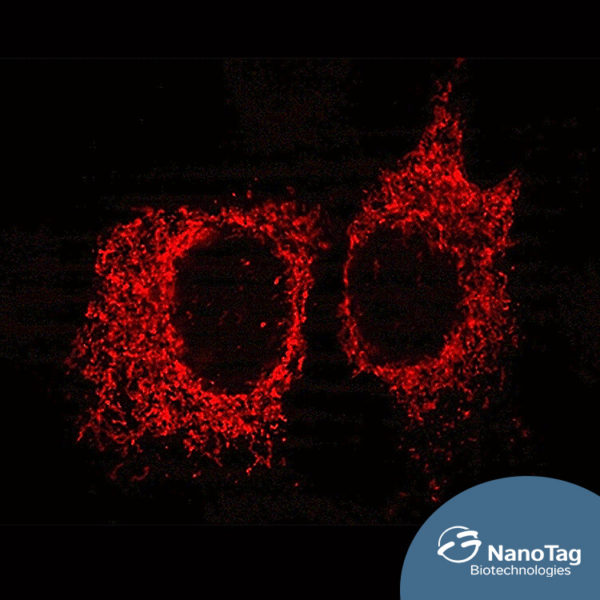 FluoTag®-Q anti-TagFP - Image 2