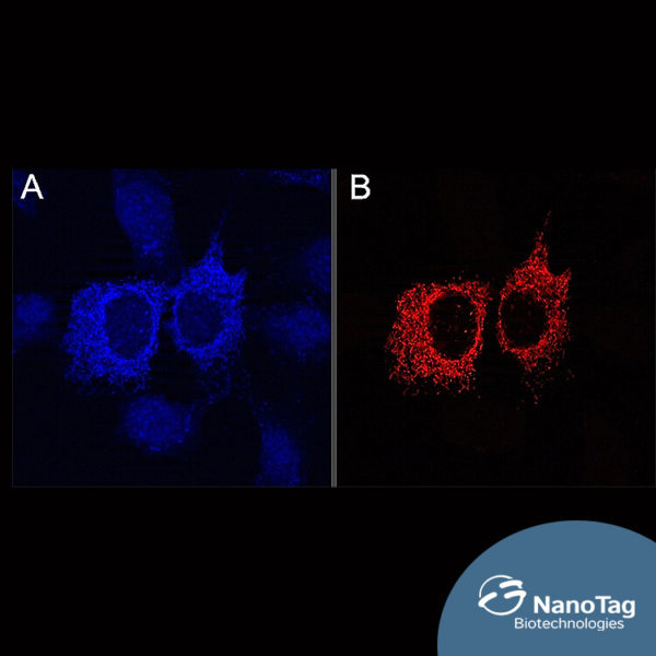 FluoTag®-Q anti-TagFP - Image 3